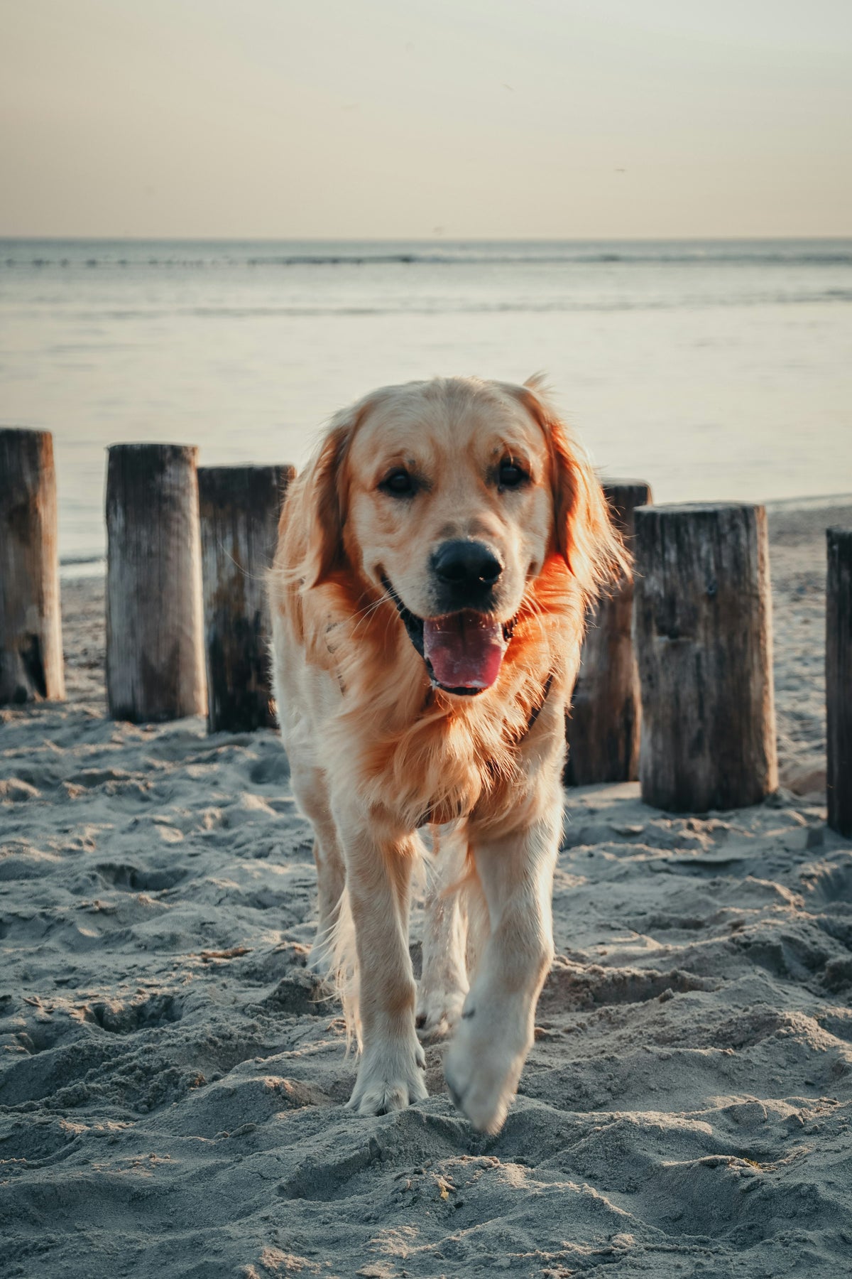 Golden retriever walking along the beach at golden hour