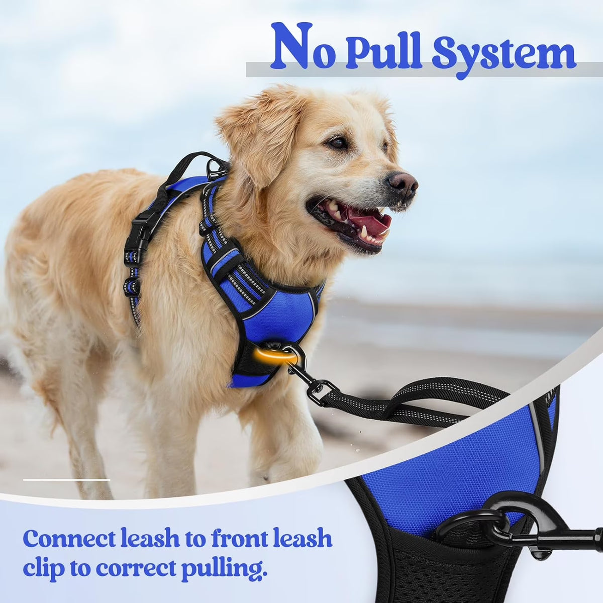 Golden retriever on the beach wearing the harness, with the leash clipped to the front ring to stop pulling