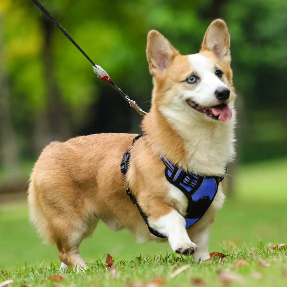 Corgi walking on grass wearing the Trotzee no-pull harness with the leash clipped on