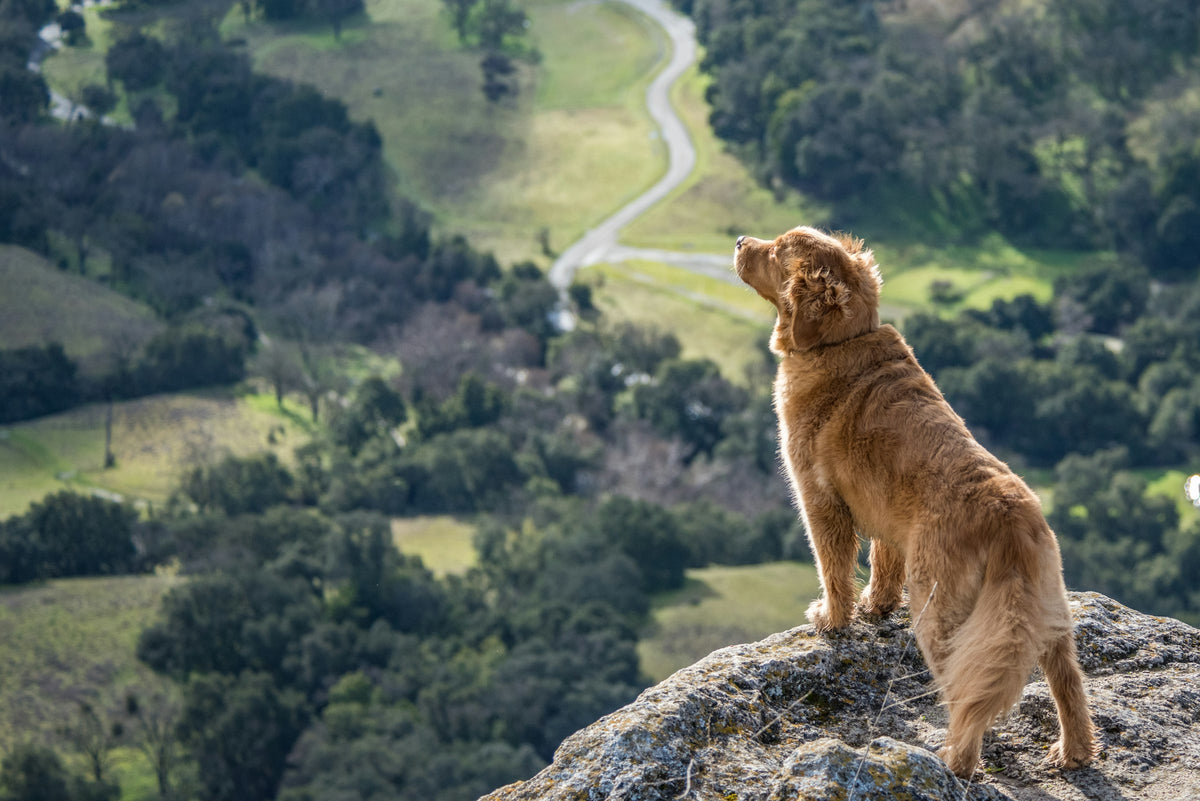 Brown dog resting outdoors, looking out over a valley